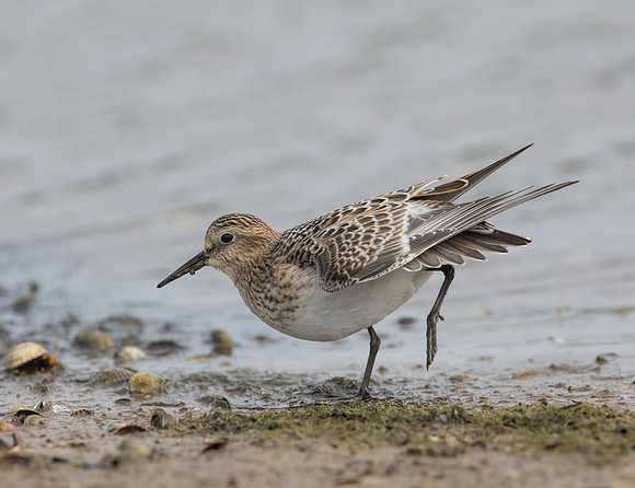 Bairds Sandpiper