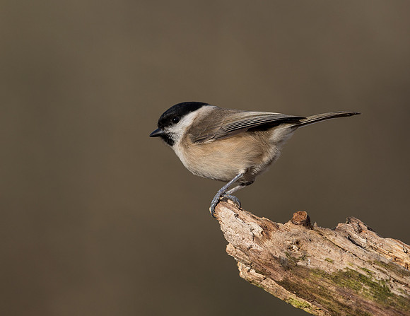 Marsh Tit