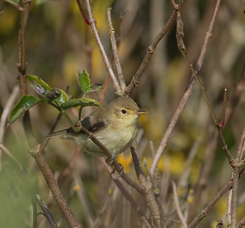 Melodious Warbler