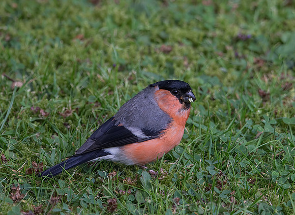 Male Bullfinch
