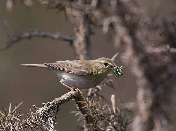 Willow Warbler