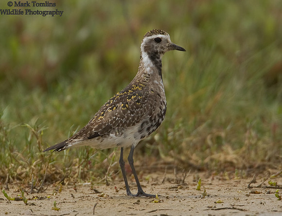 American -Golden Plover
