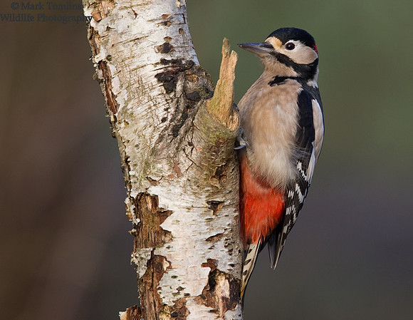 Male Great-Crested Woodpecker