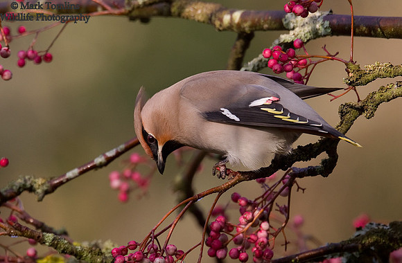 Waxwing