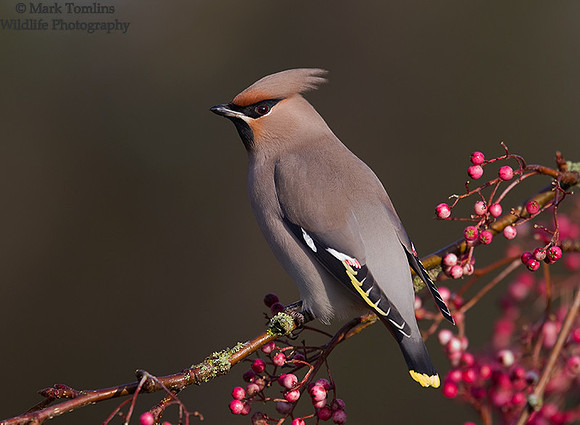Waxwing