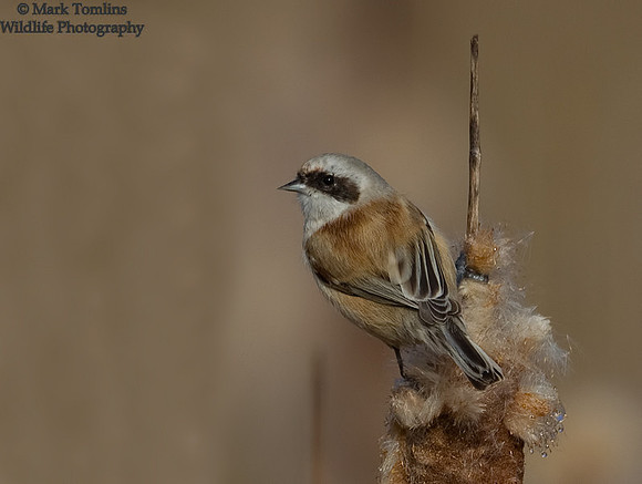 Penduline Tit