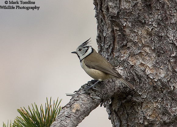 Crested Tit