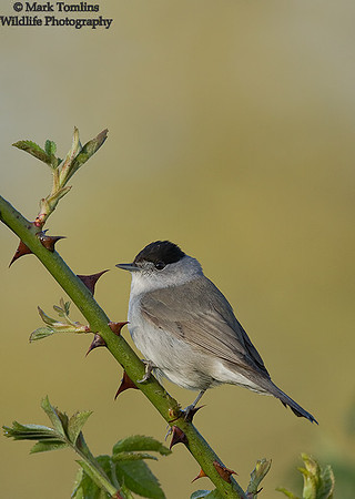 Male Blackcap