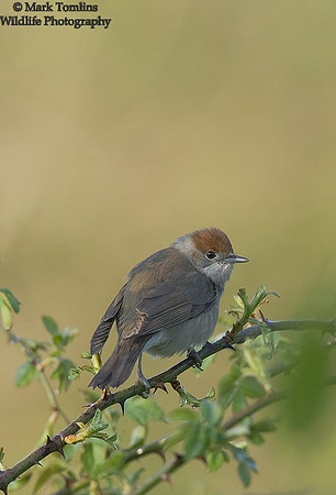 Female Blackcap