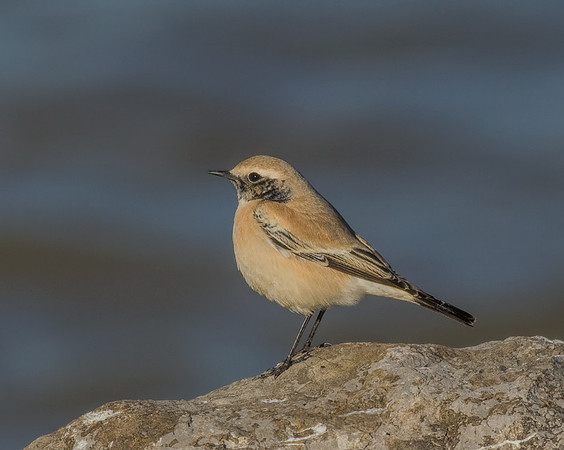 Desert Wheatear