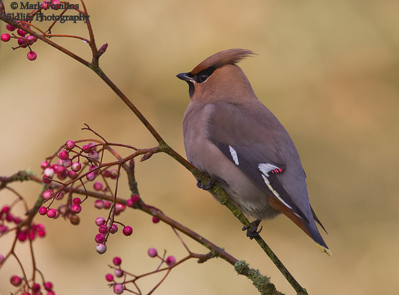 Waxwing