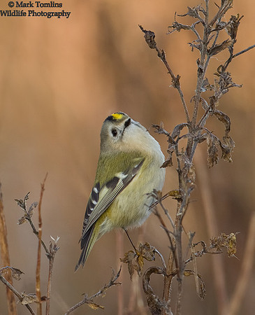 Goldcrest