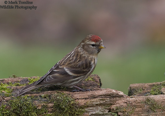 Lesser Redpoll