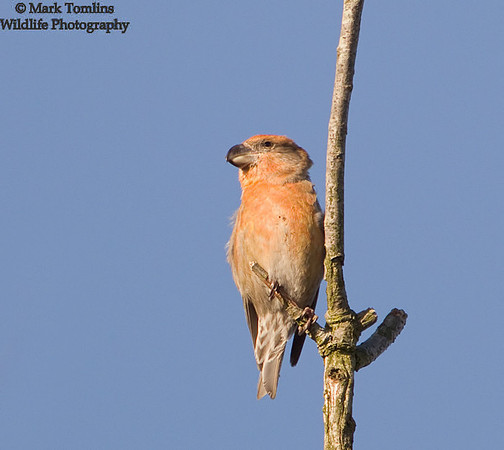 Parrot Crossbill