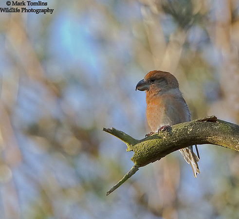 Parrot Crossbill