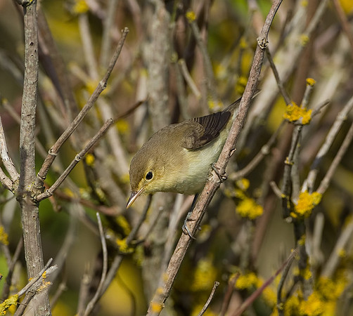 Melodious Warbler