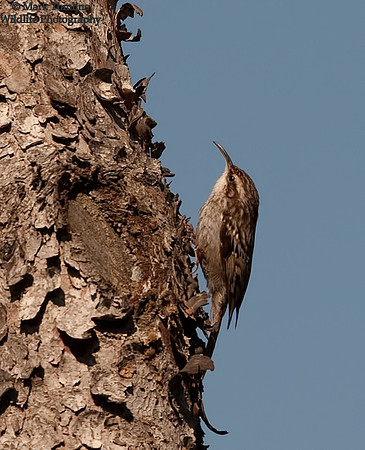 Short -Toed Treecreeper
