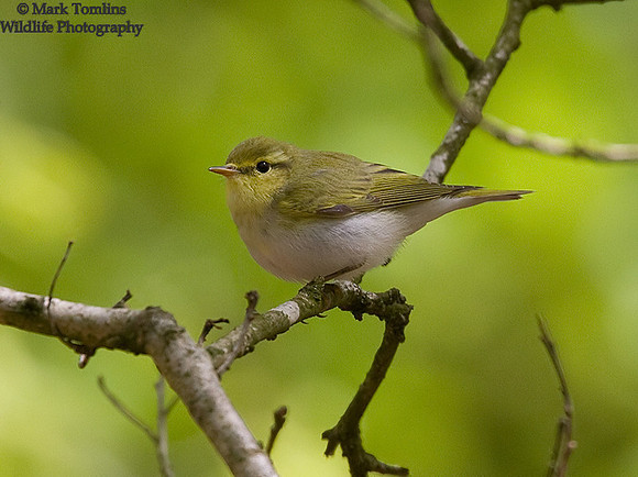 Male Wood-Warbler