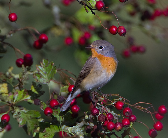 Male Red-Breasted Flycatcher