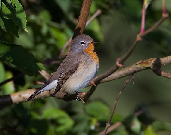 Male Red-Breasted Flycatcher