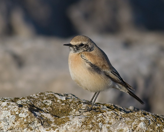 Desert Wheatear