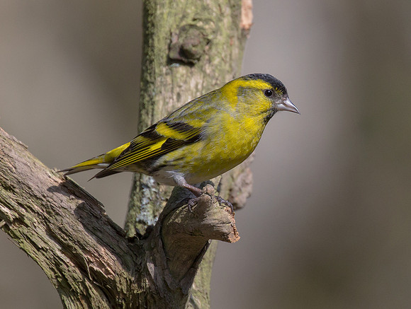 Male Siskin