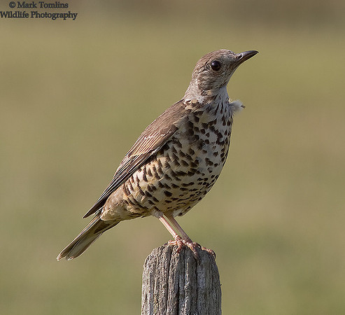 Mistle Thrush