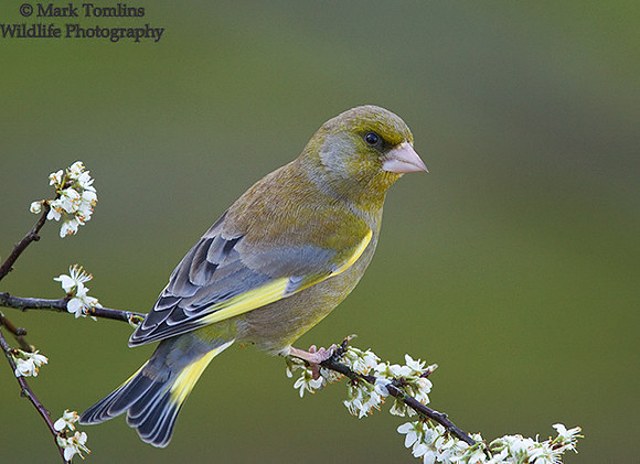 Male Greenfinch