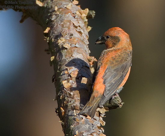 Male Crossbill