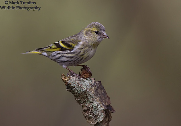 Female Siskin