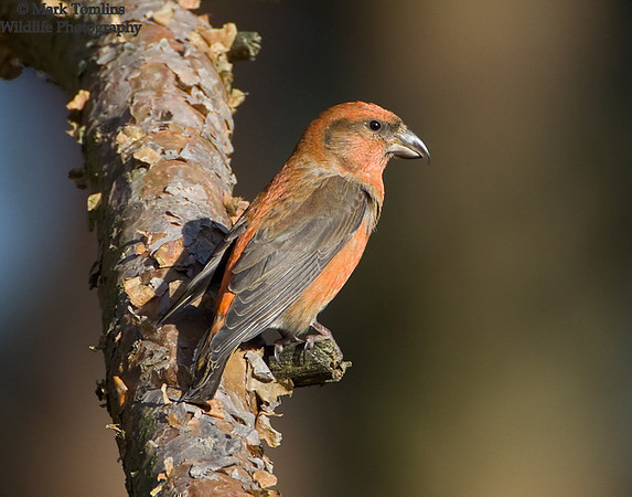 Male Crossbill