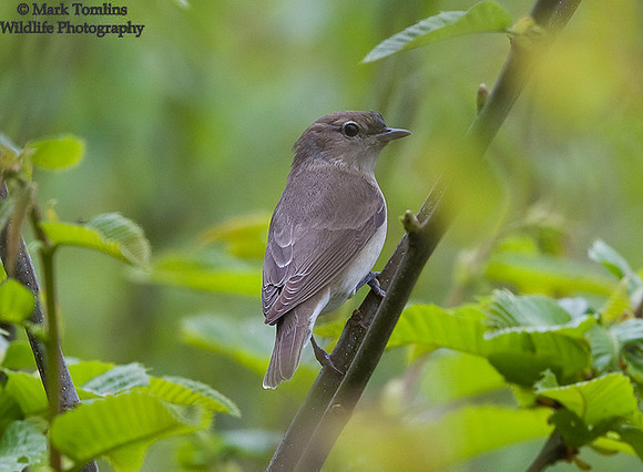 Garden Warbler