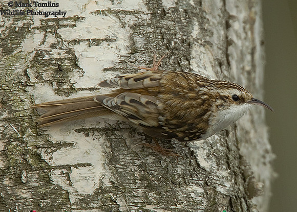 Treecreeper