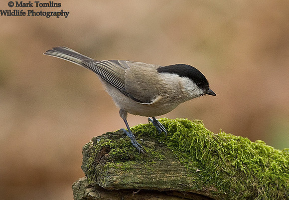 Marsh Tit
