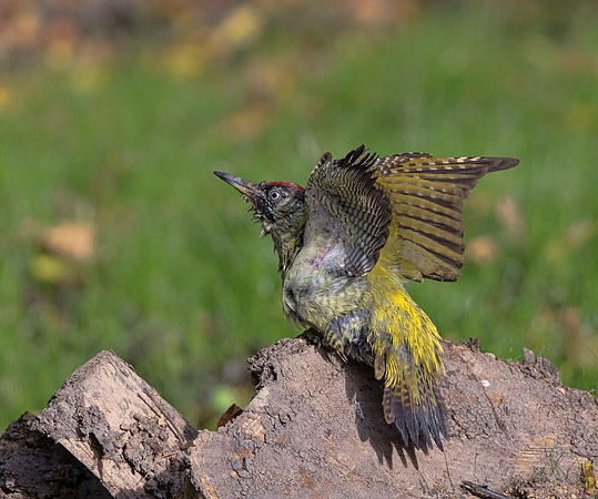 Green-Woodpecker