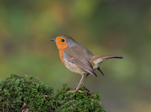 Robin