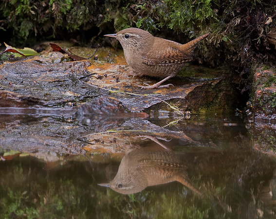 Wren