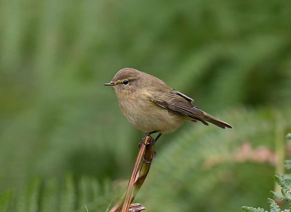 Chiffchaff