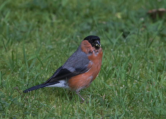 Male Bullfinch