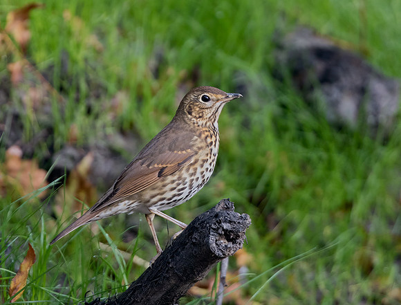 Song Thrush