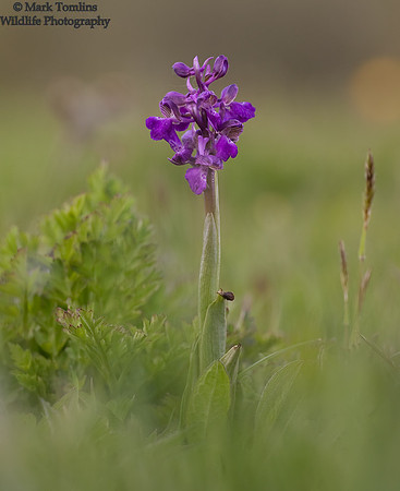 Green-Winged Orchid (Orchis morio)