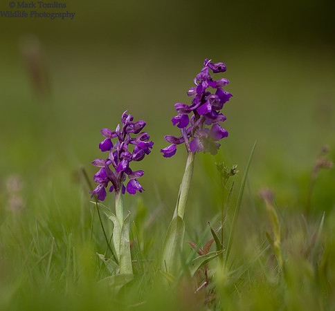 Green-Winged Orchid (Orchis morio