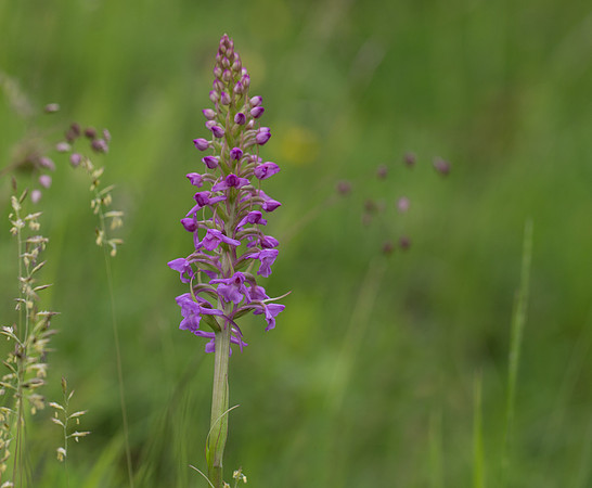 Fragrant Orchid (Gymnadenia conopsea