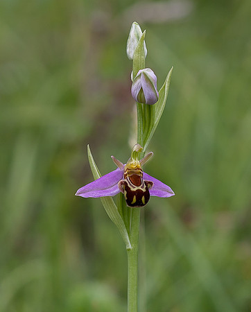 Bee Orchid (Orchis apifera)
