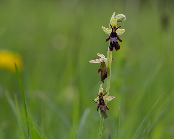 Fly Orchid (Ophrys insectifera)