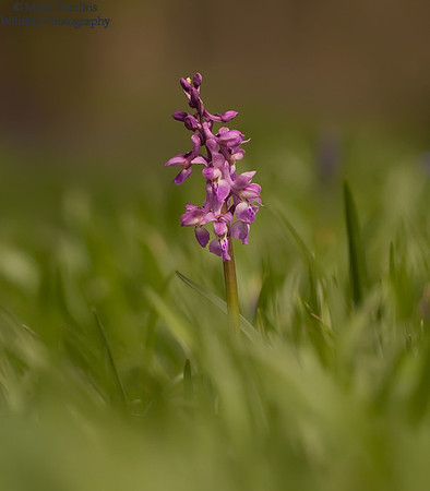 Early-Purple Orchid (Orchis mascula)