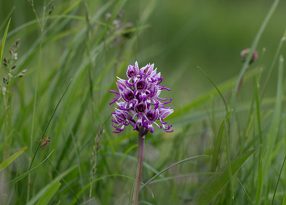 Monkey Orchid (Orchis simia)