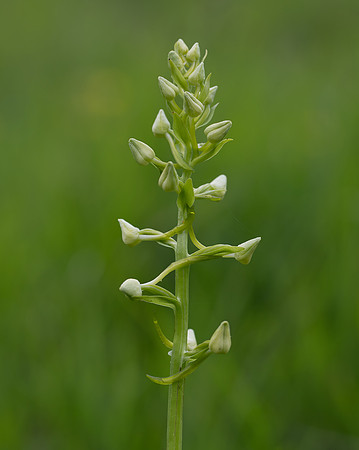Greater butterfly-Orchid (Platanthera chlorantha