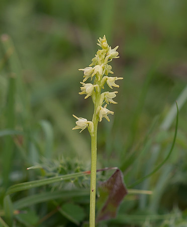 Musk Orchid(Herminium monorchis)