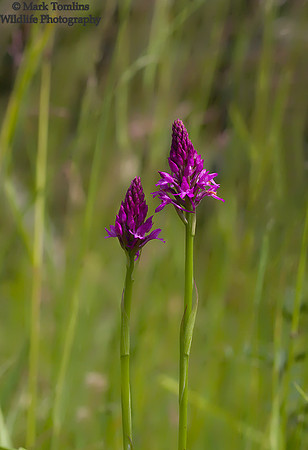 Pyramidal Orchid (Anacamptis pyramidalis )